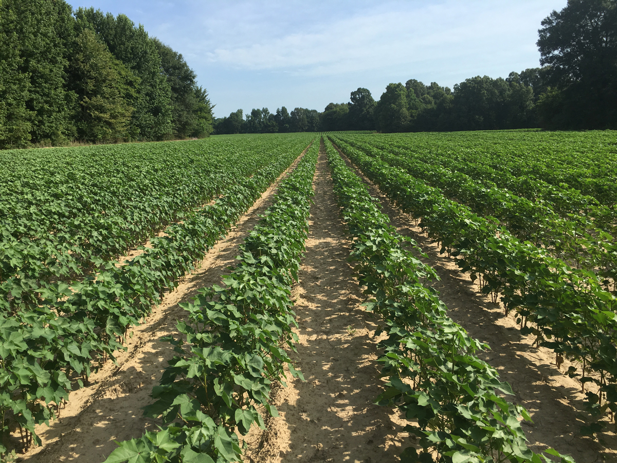 A field of cotton from seeds treated with Indigo’s microbes.