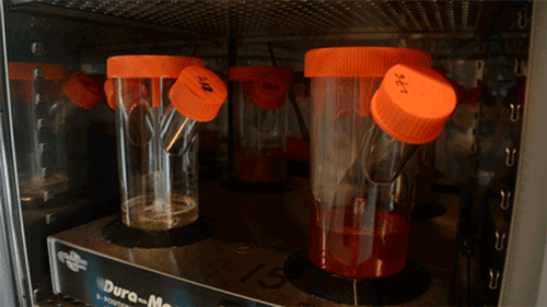 Human pancreas cells are brewed inside spinning flasks at Douglas Melton's Harvard University laboratory.