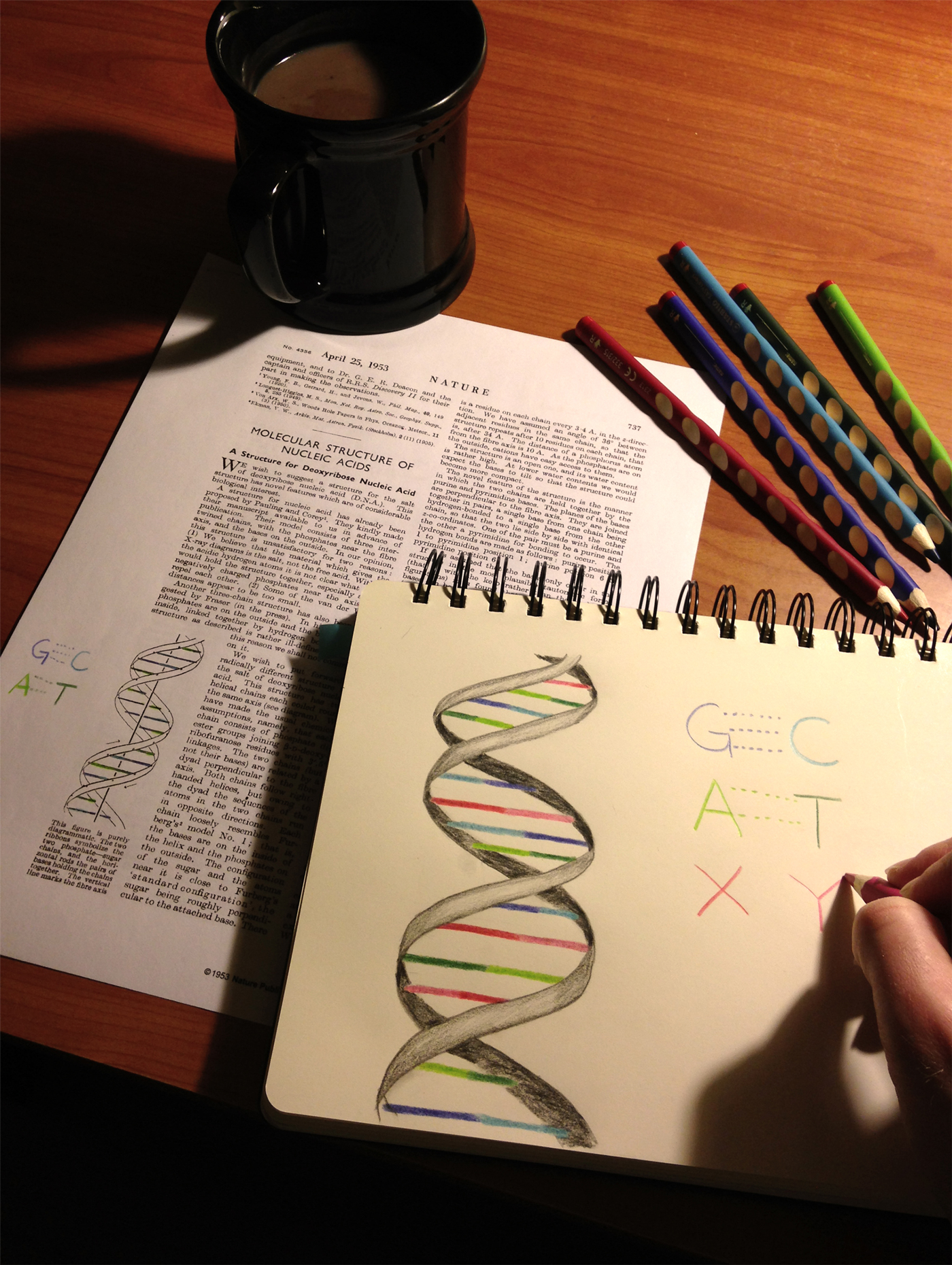 By adding the DNA letters X and Y, cells can make proteins with up to 172 different amino acids—compared to nature’s set of 20.