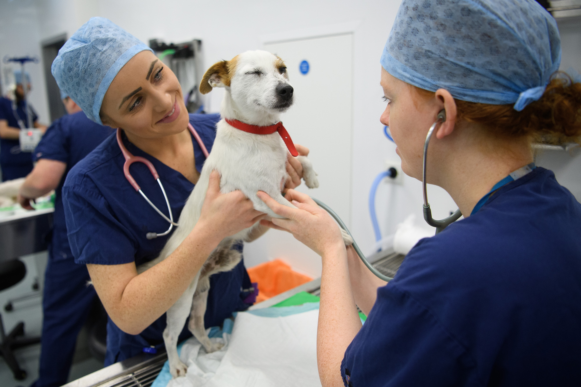 NIH is recruiting dogs to test a new type of promising cancer drugs called immunotherapy.
