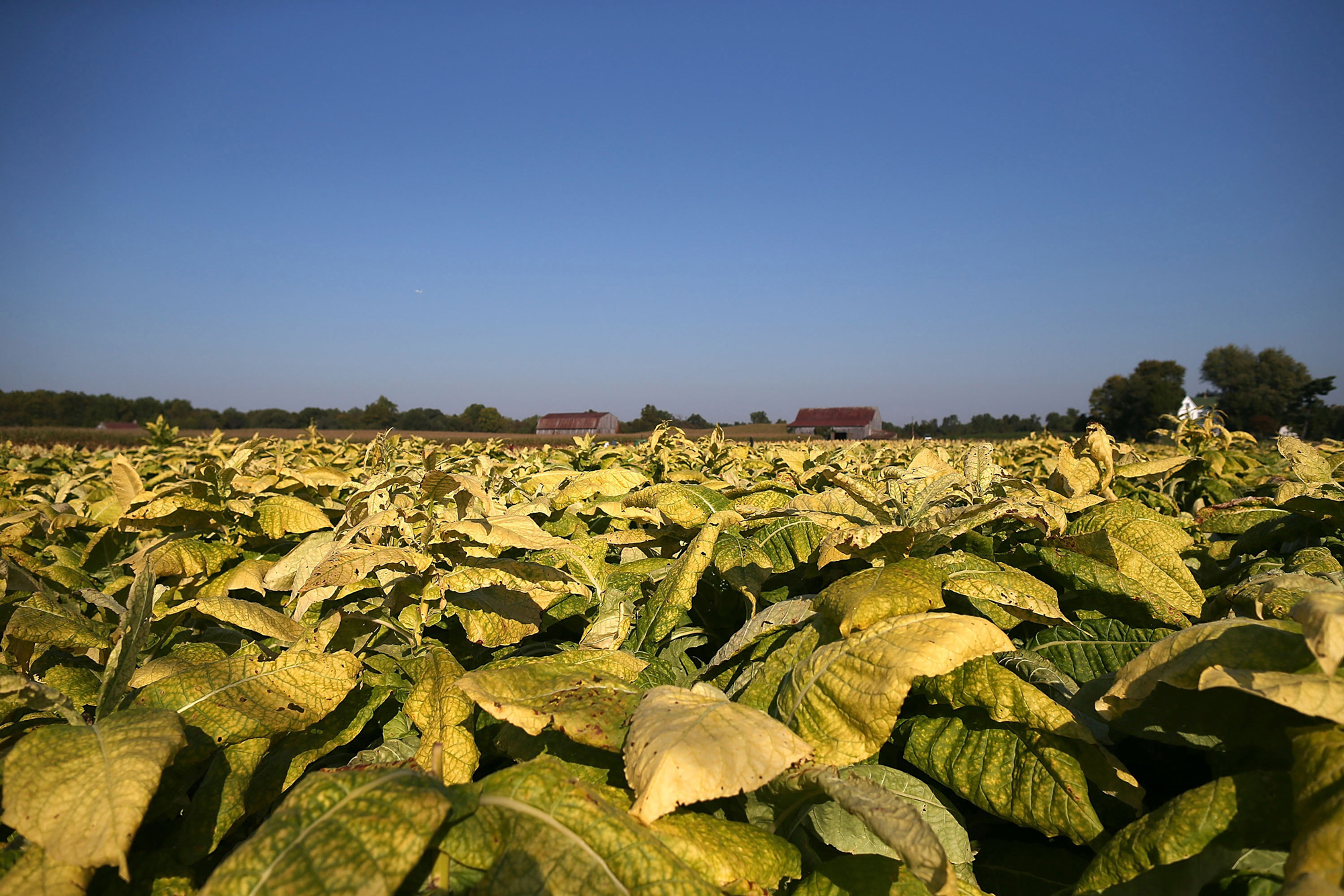 Researchers used genetic engineering to increase the yield of tobacco plants.