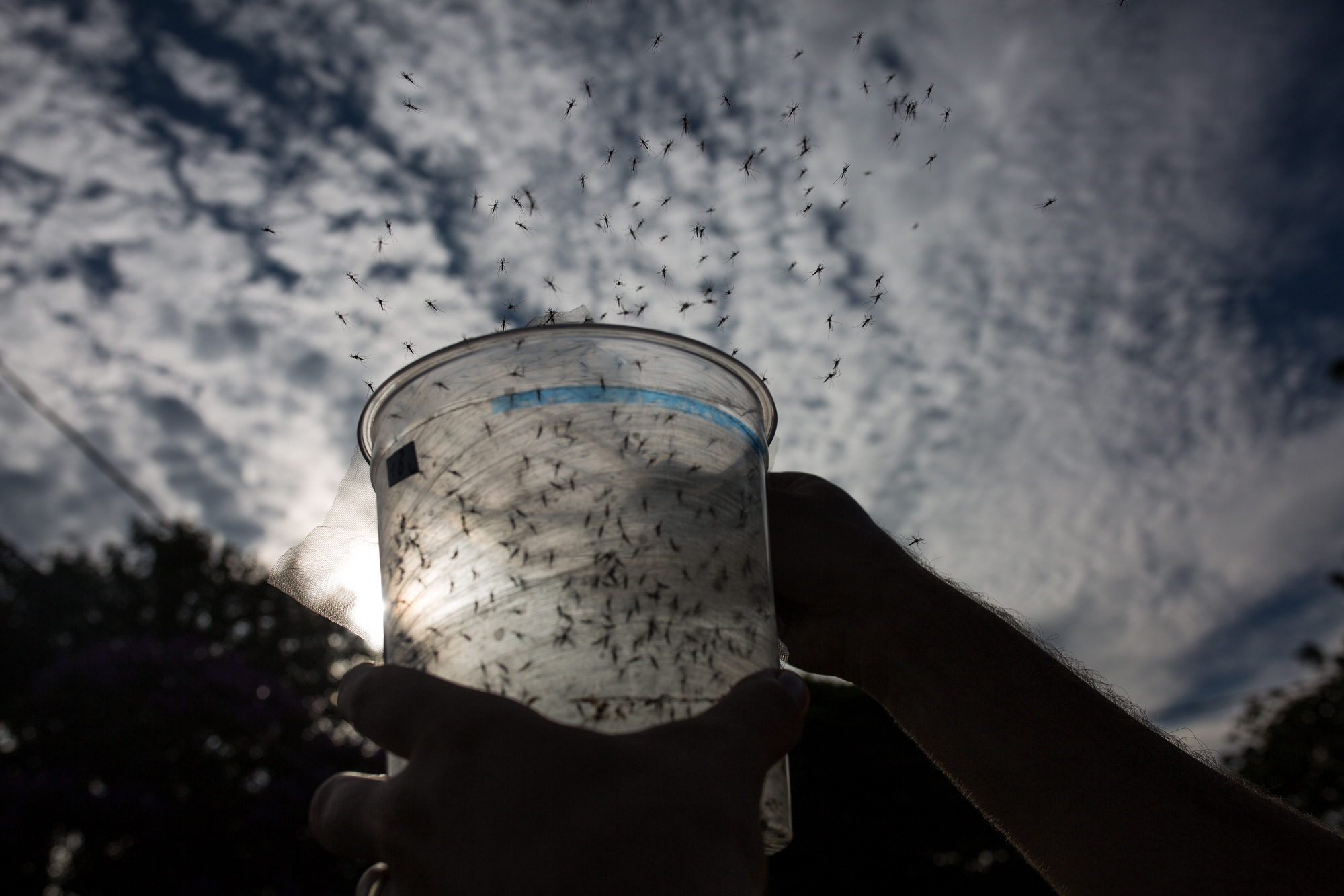 Genetically modified <i>Aedes aegypti</i> mosquitoes made by Oxitec were released in Piracicaba, Brazil, earlier this year.