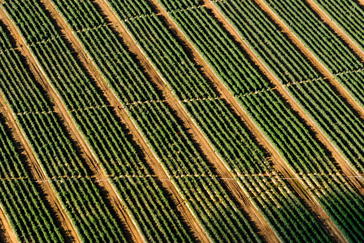 DARPA wants to enlist insects to deliver protective genetic traits to crops to help fight off disease.