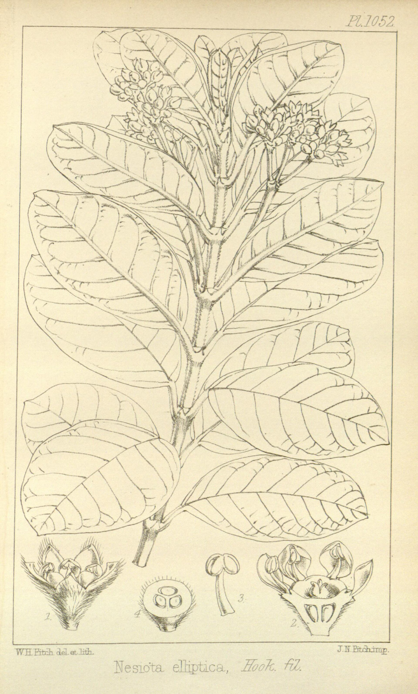 <i>Nesiota elliptica</i> is a fragrant olive bush that went extinct in 2003.