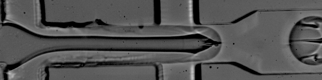 Individual cells can be studied by capturing them in micro-droplets, such as inside this microfluidic channel.