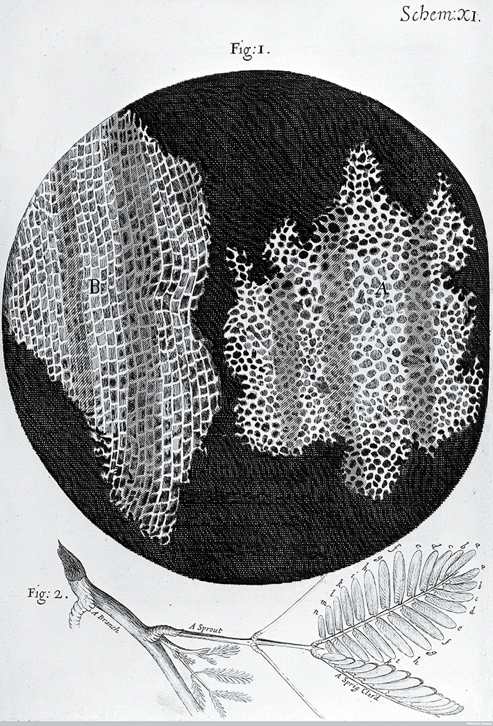 Robert Hooke’s drawing of cork, as seen through a microscope (1665).