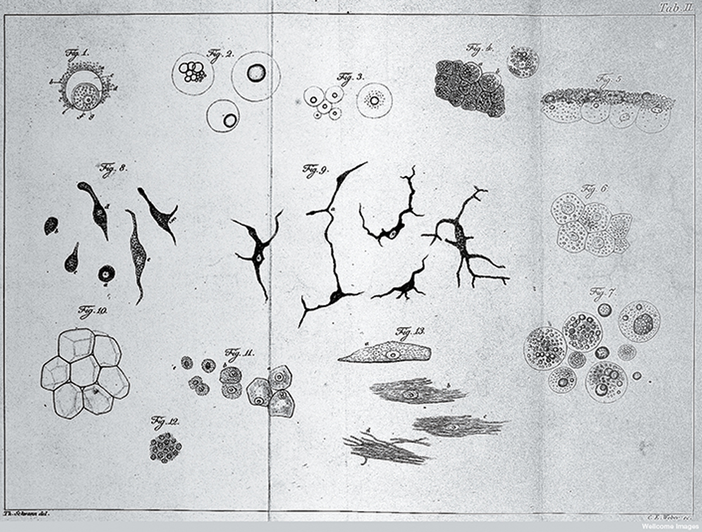 Plant cells (J. M. Schleiden, 1838).