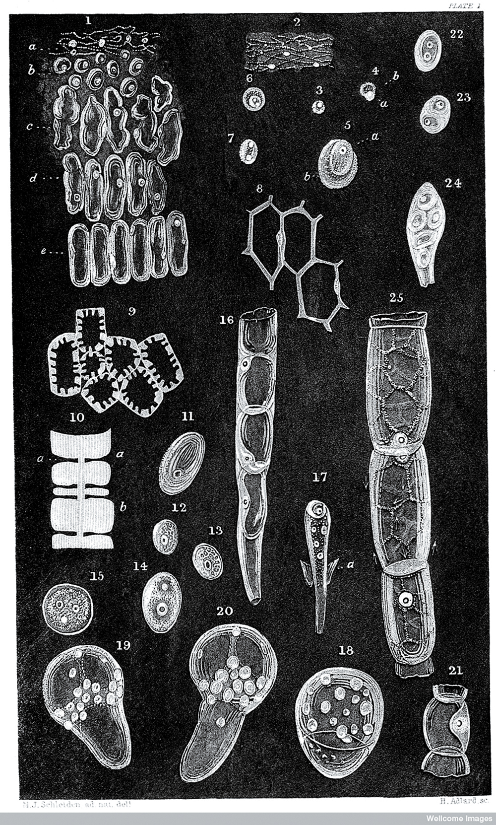 Sketches of animal cells (Theodor Schwann, 1839).