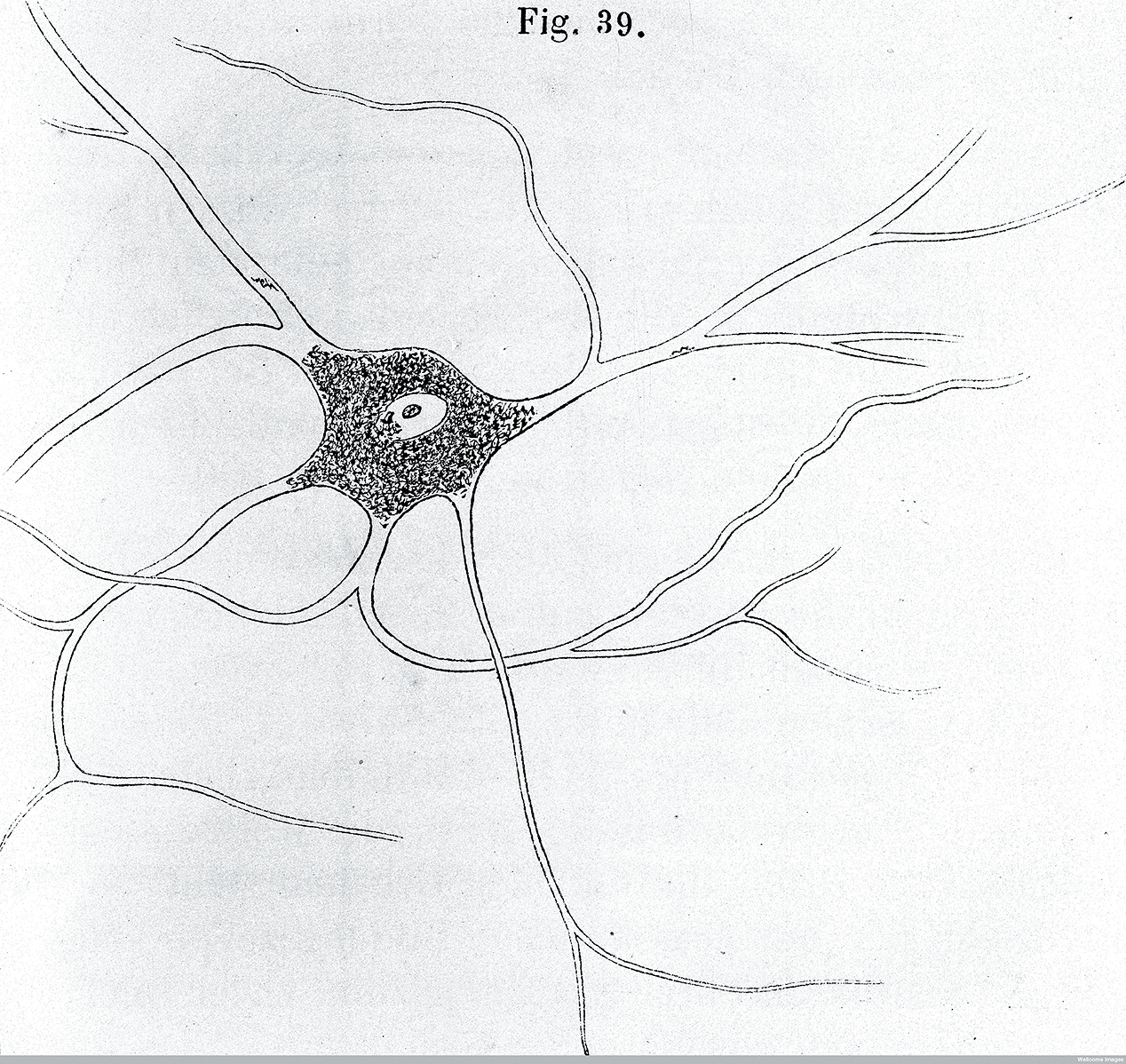 A nerve (A. von Kolliker, 1852).