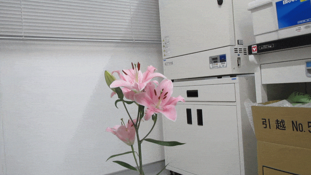産総研の研究者、激減する蜂の代替を目指して受粉ドローンを開発