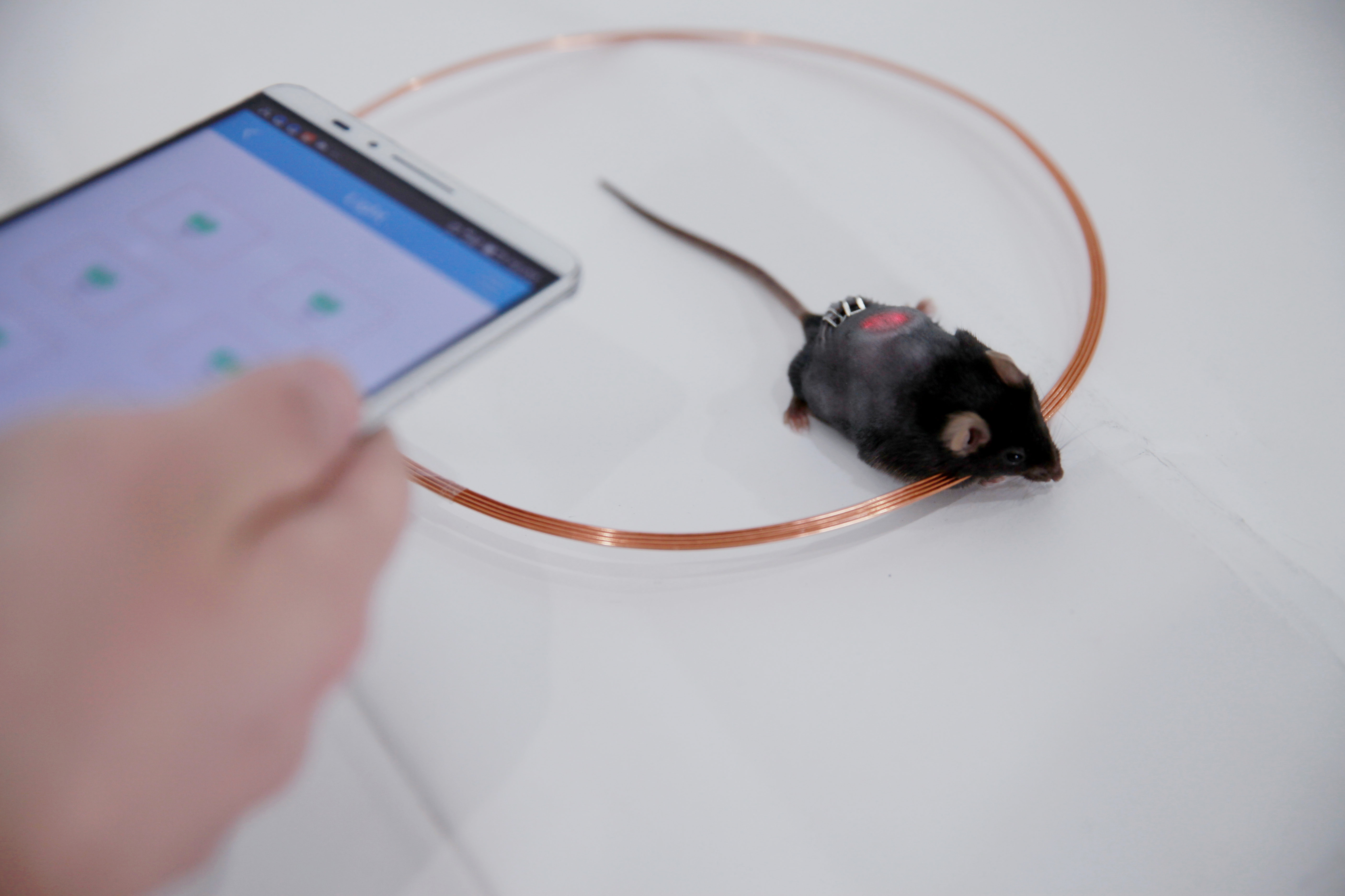 A researcher uses a smartphone to control light levels in mice with implanted LED discs.