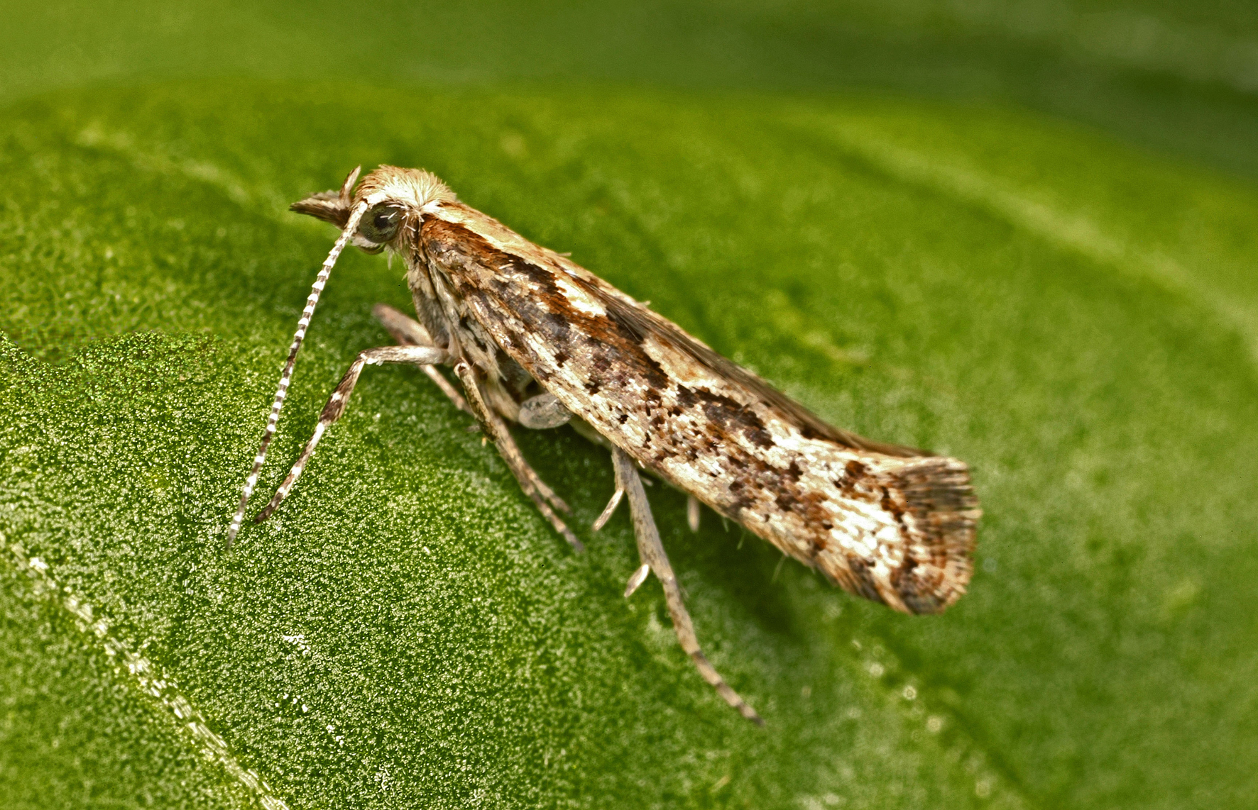 The diamondback moth, widely considered an agricultural pest, is found all over the world and feeds on vegetables like cabbages, broccoli, and cauliflower.