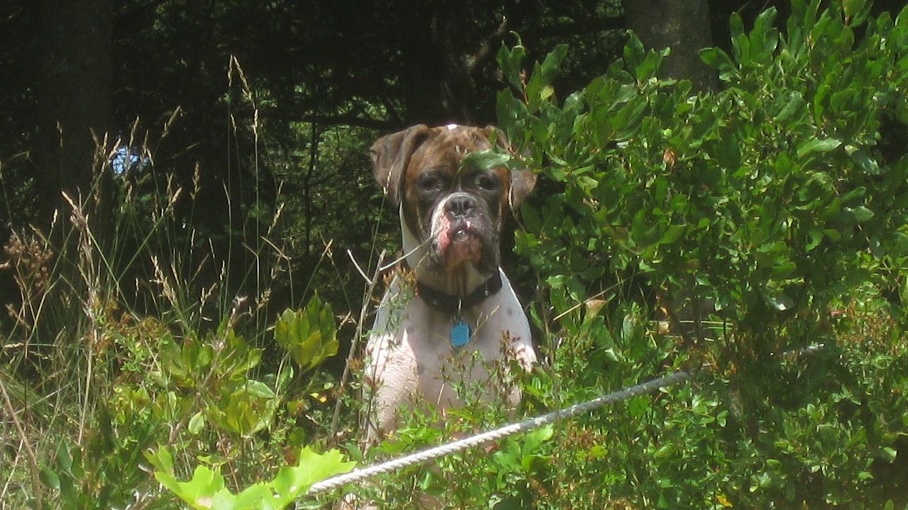 愛犬の難病治療に遺伝子療法、人間もペットも救う