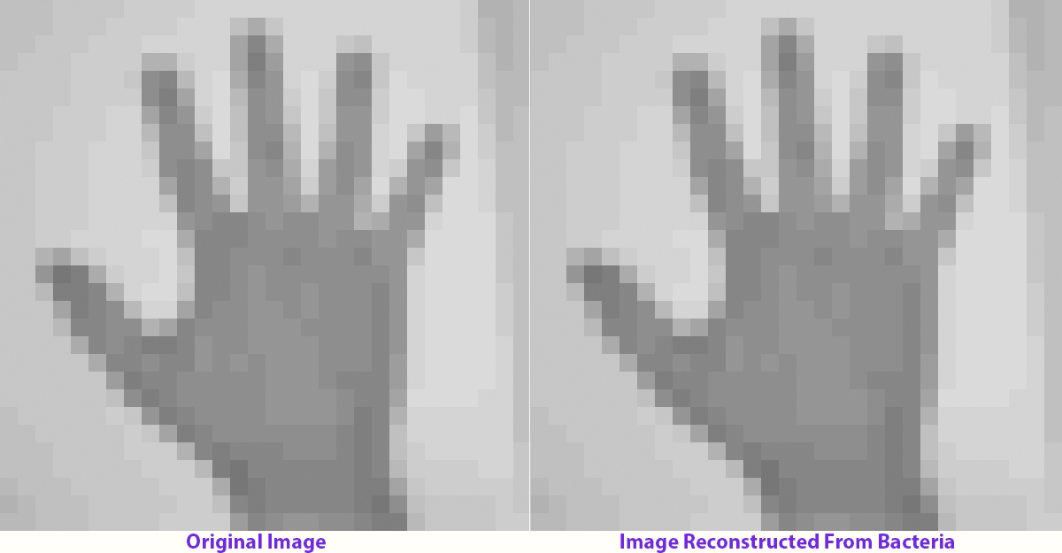 CRISPR was also used to encode this image of a hand into a bacterial genome.