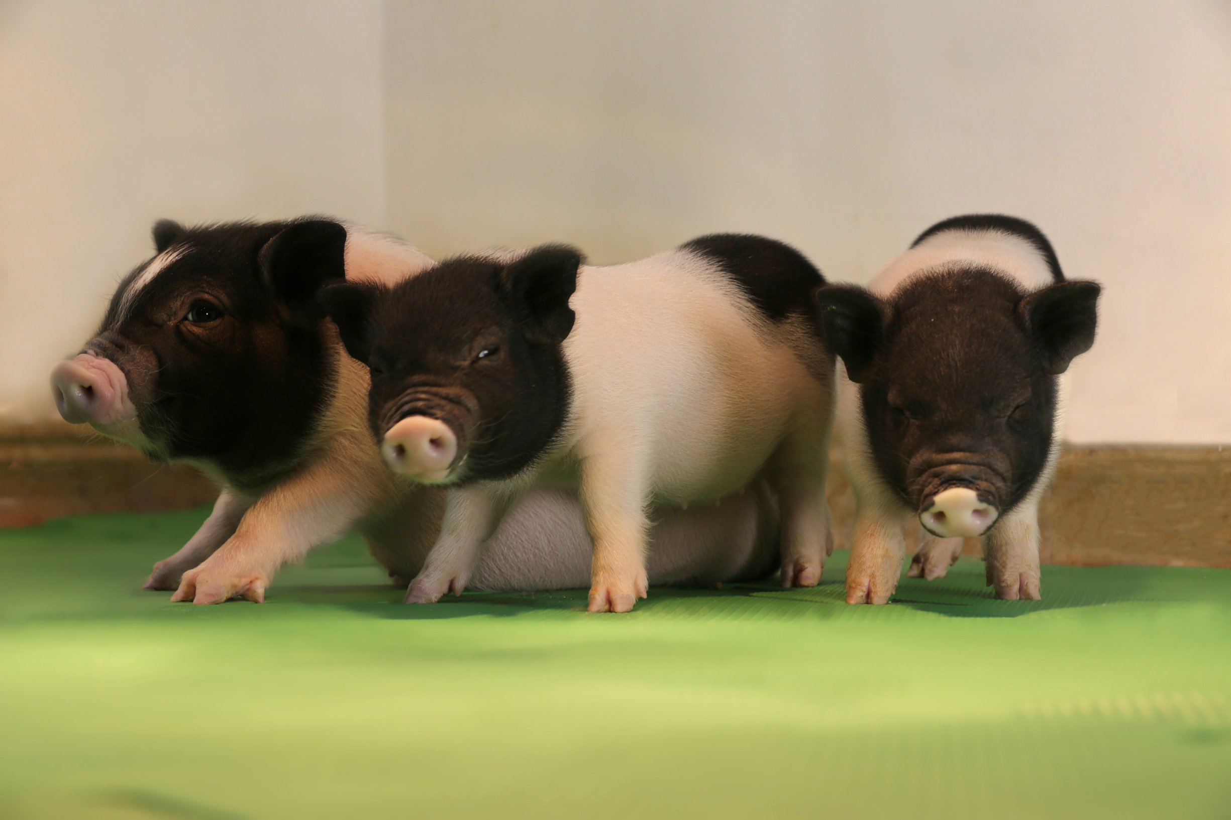 These baby pigs were the first to be born without innate viruses in their DNA.