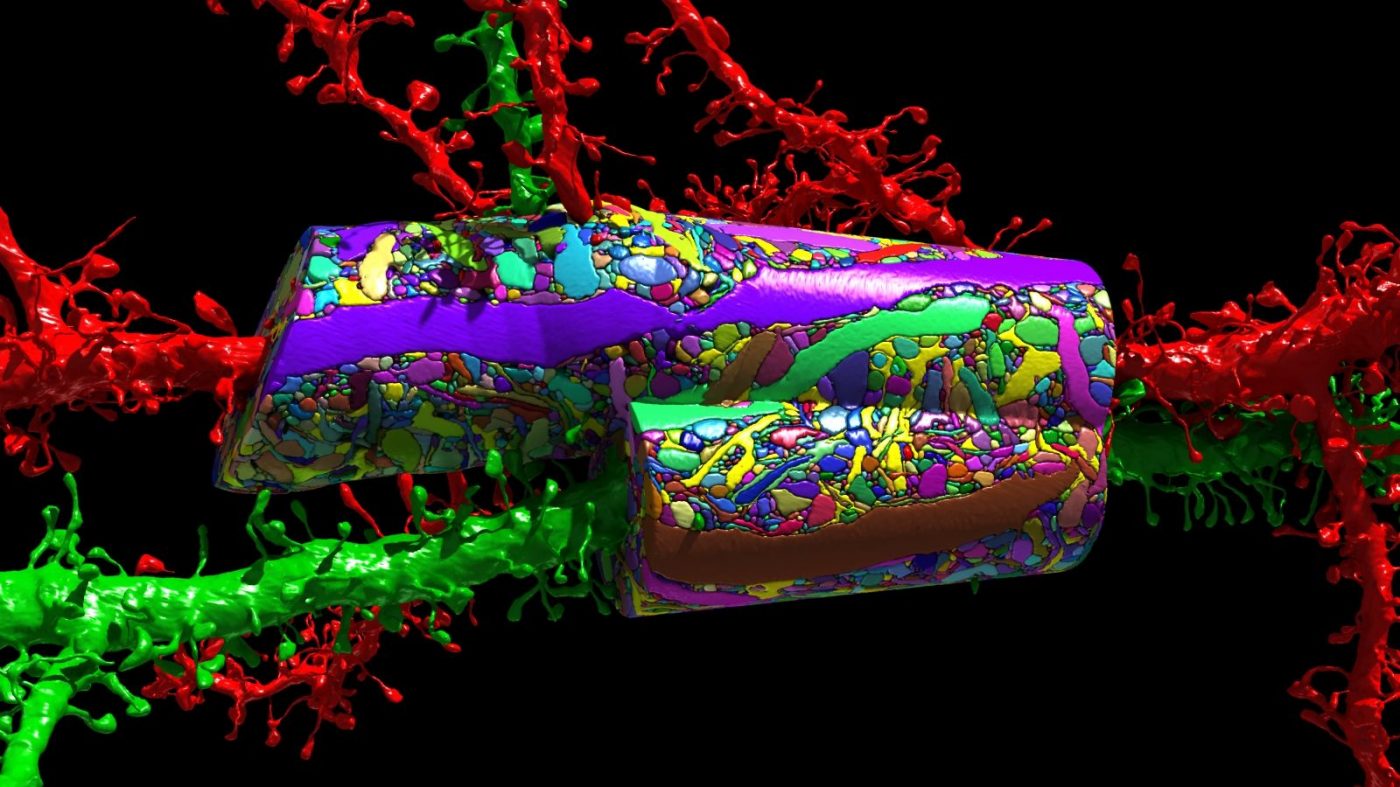 MIT Tech Review: リバースエンジニアリングで脳の秘密解明、AIの限界