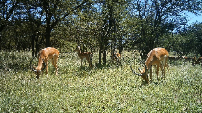野生動物の写真をAIで識別、96.6%の精度を達成