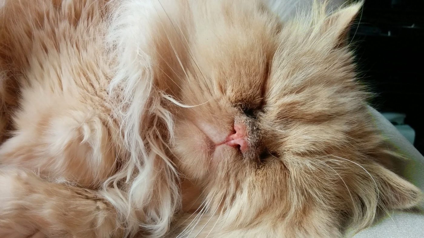 cat-furry-311890-cropped-