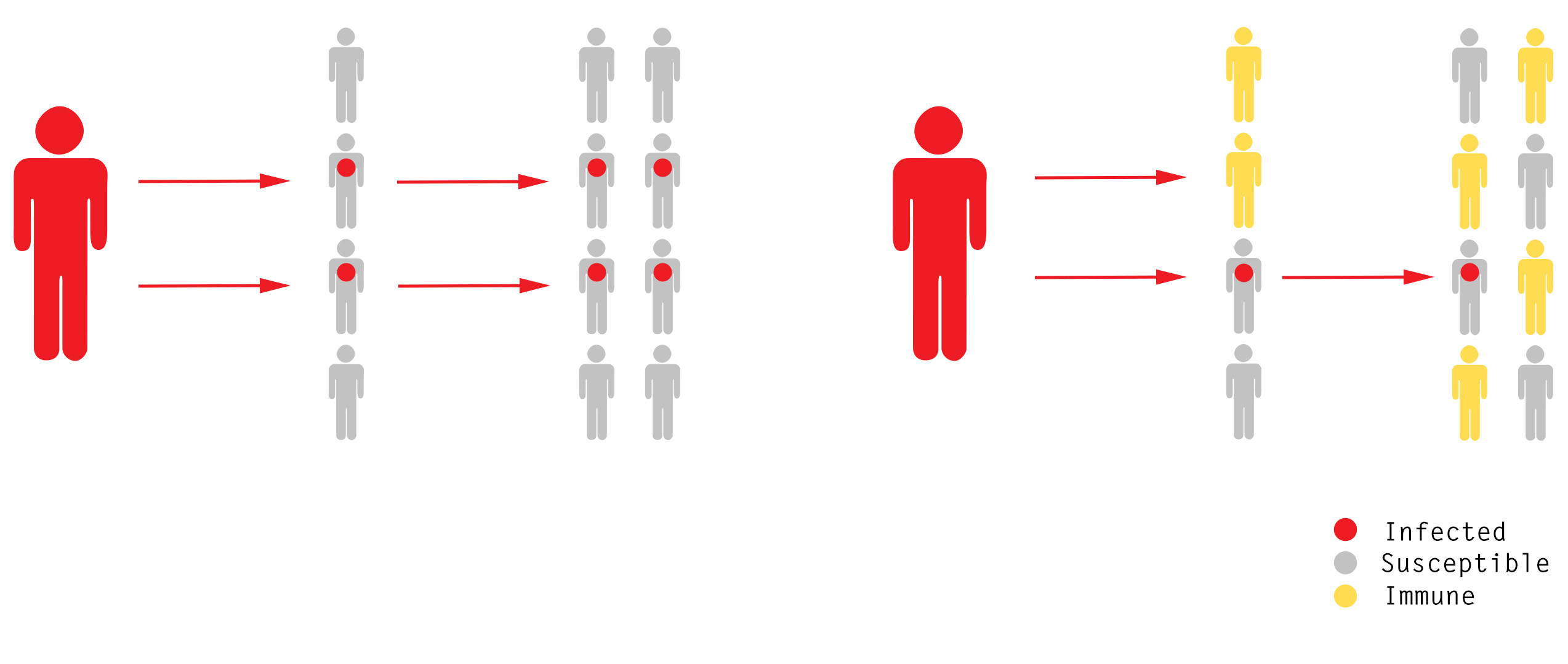 In a simple model of an outbreak, each case infects two more, creating an exponential increase in disease. But once half the population is immune, an outbreak no longer grows in size.