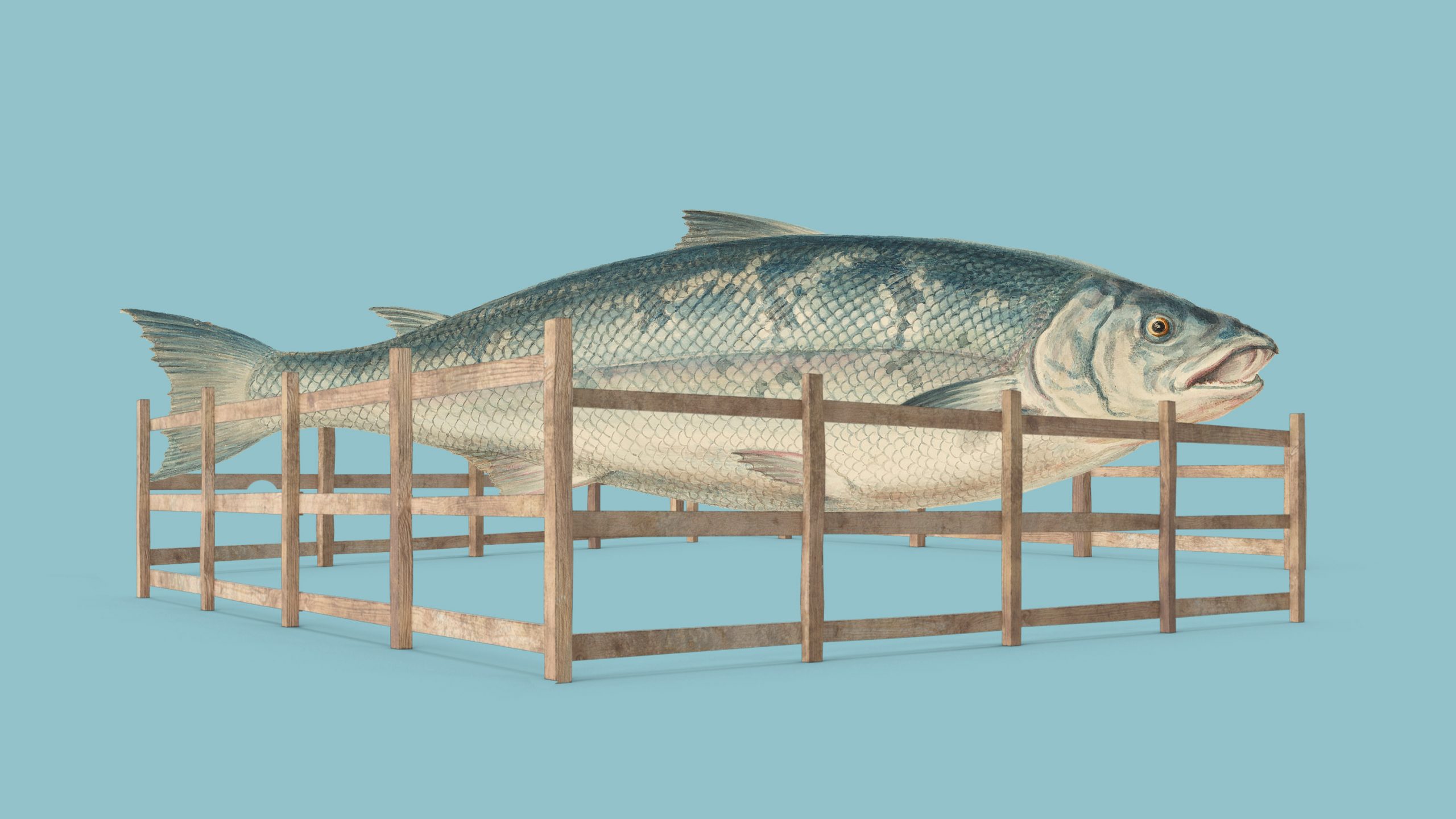 遺伝子編集した肉や魚がスーパーに並ぶ日がやってくる？