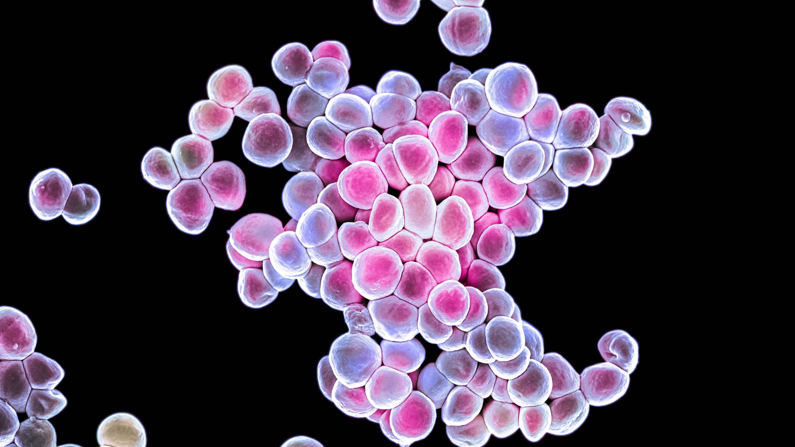 ゲノムを改変した微生物でがん治療、マウス実験で効果を確認