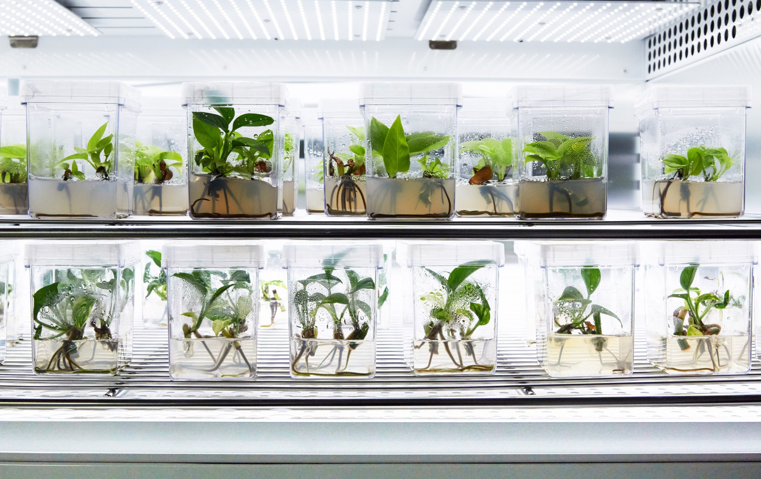 空気 を きれいに する 観葉 植物