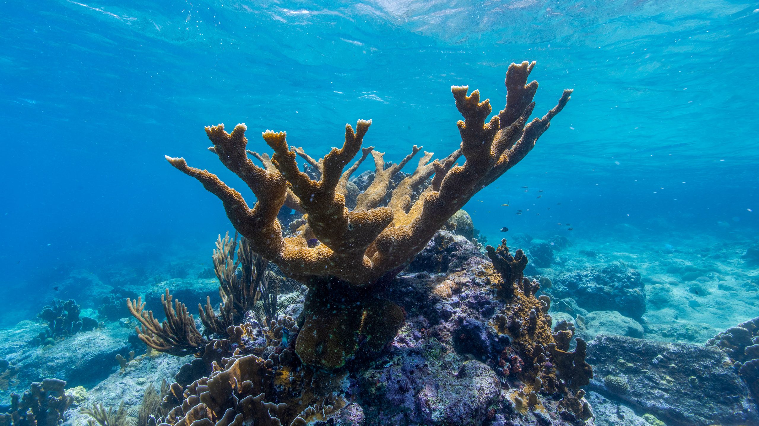 サンゴ礁を絶滅の危機から救え、冷凍保存に取り組む研究者たち