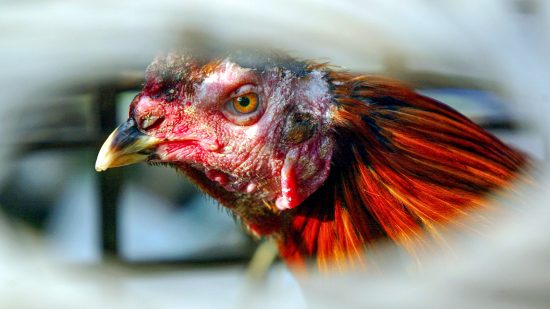 鳥インフルのヒト感染、いま知っておくべきこと