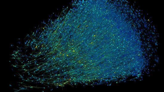 驚きに満ちた脳の「配線図」、グーグルらが史上最高解像度で3D地図化