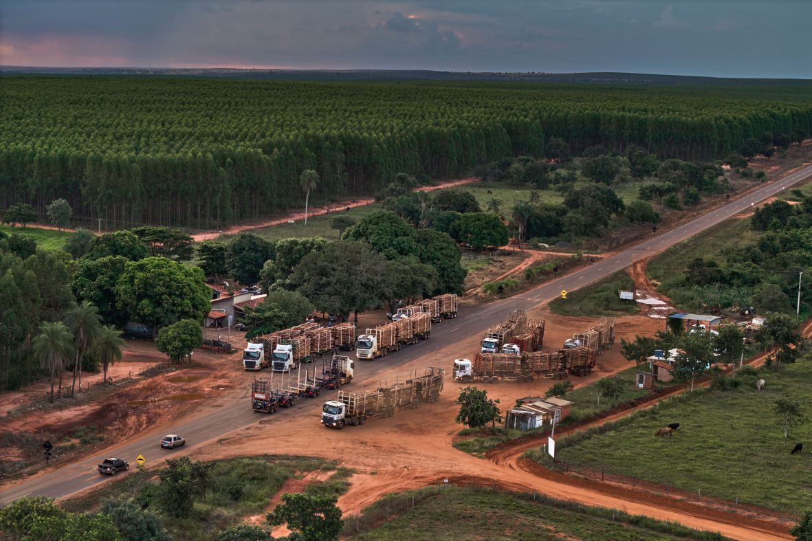 iomari◆来年収穫巨大260㎝,ブラジルアップル◆食べたらわかる濃厚◆ iomari様専用◇来年収穫巨大260㎝,ブラジルアップル◇食べたらわかる濃厚