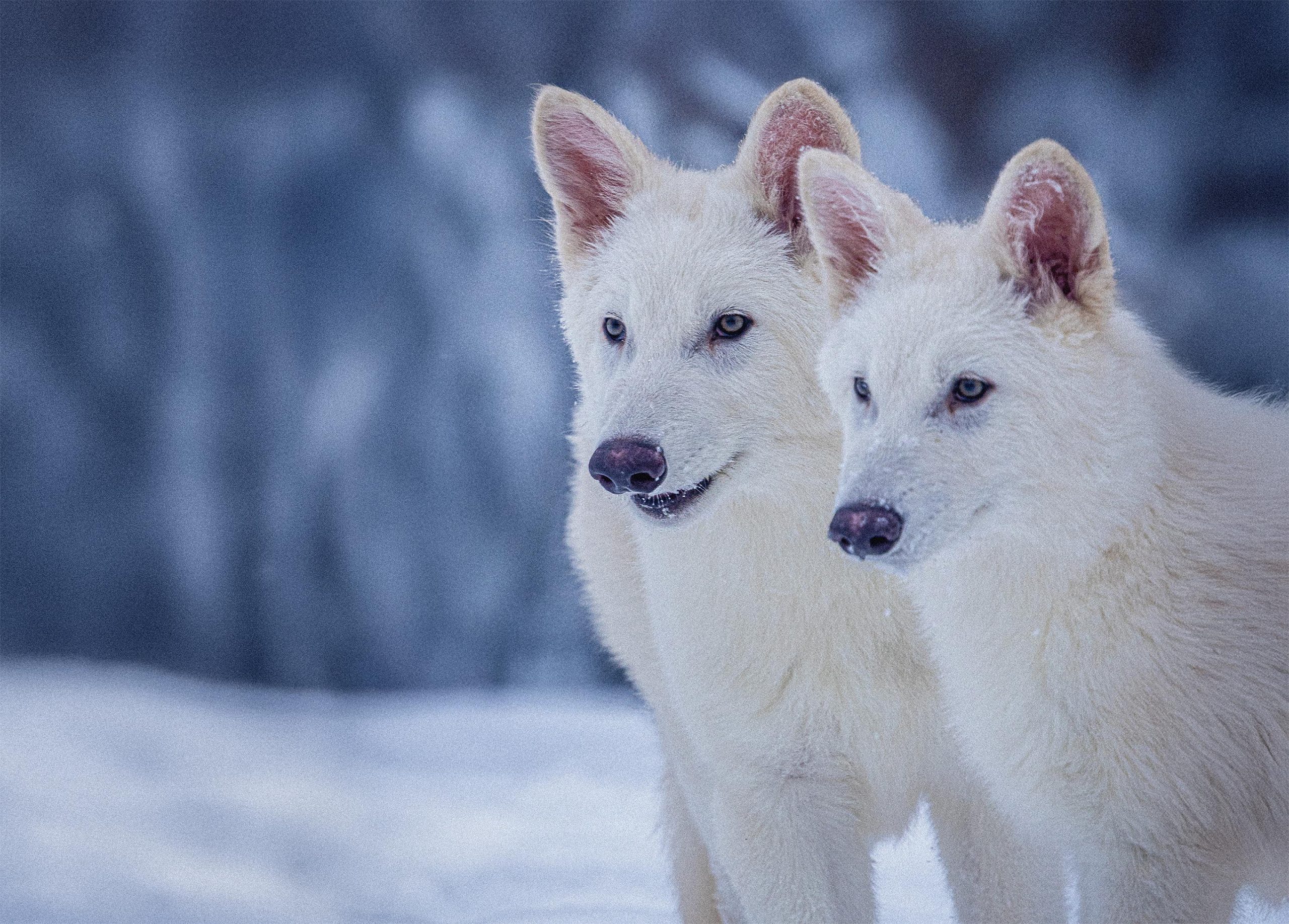 プラチナフォックス  ホワイト系 ウルフ オオカミ好きな方にも☆ プラチナフォックス ホワイト系 ウルフ オオカミ好きな方にも☆