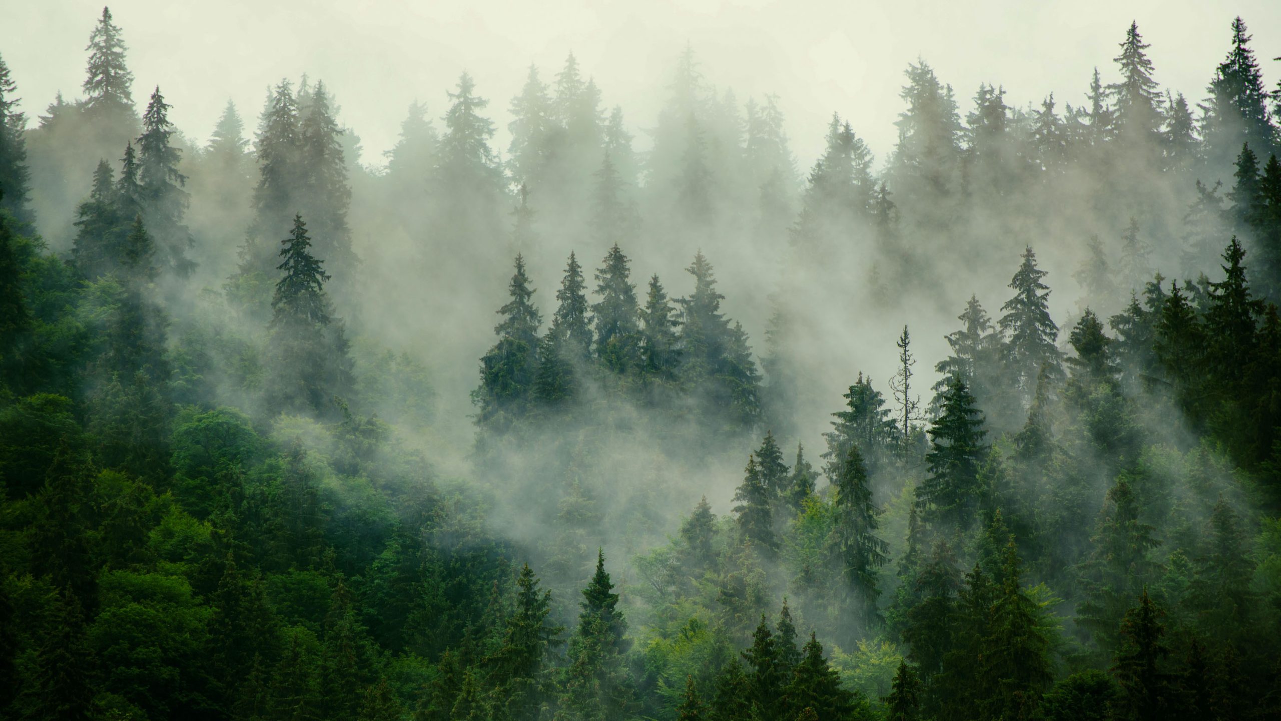 巨大テック企業が飛びつく炭素除去技術「BECCS」の落とし穴