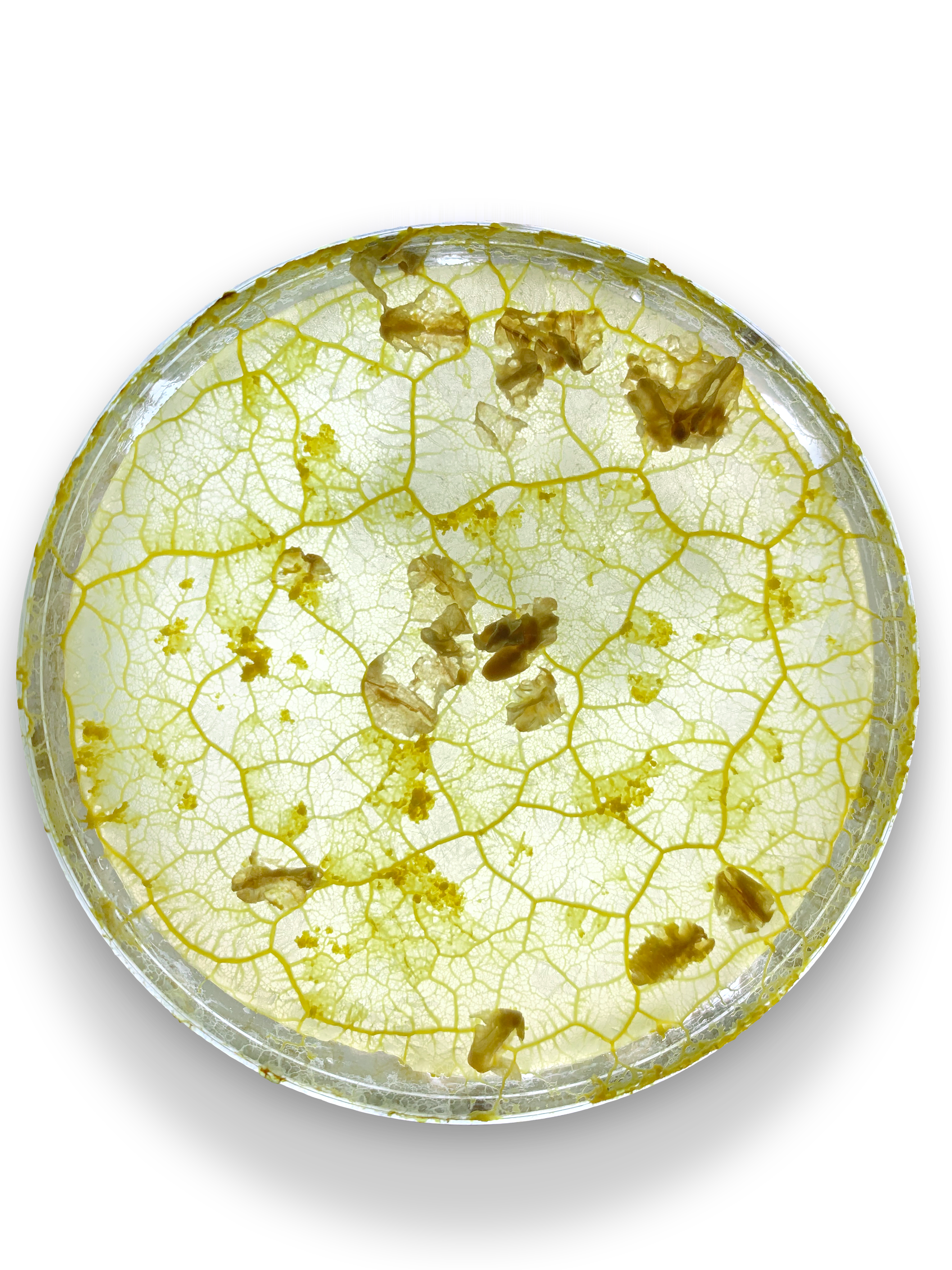 脳を持たない生物の知恵、
都市インフラ設計に活かす
「粘菌アルゴリズム」