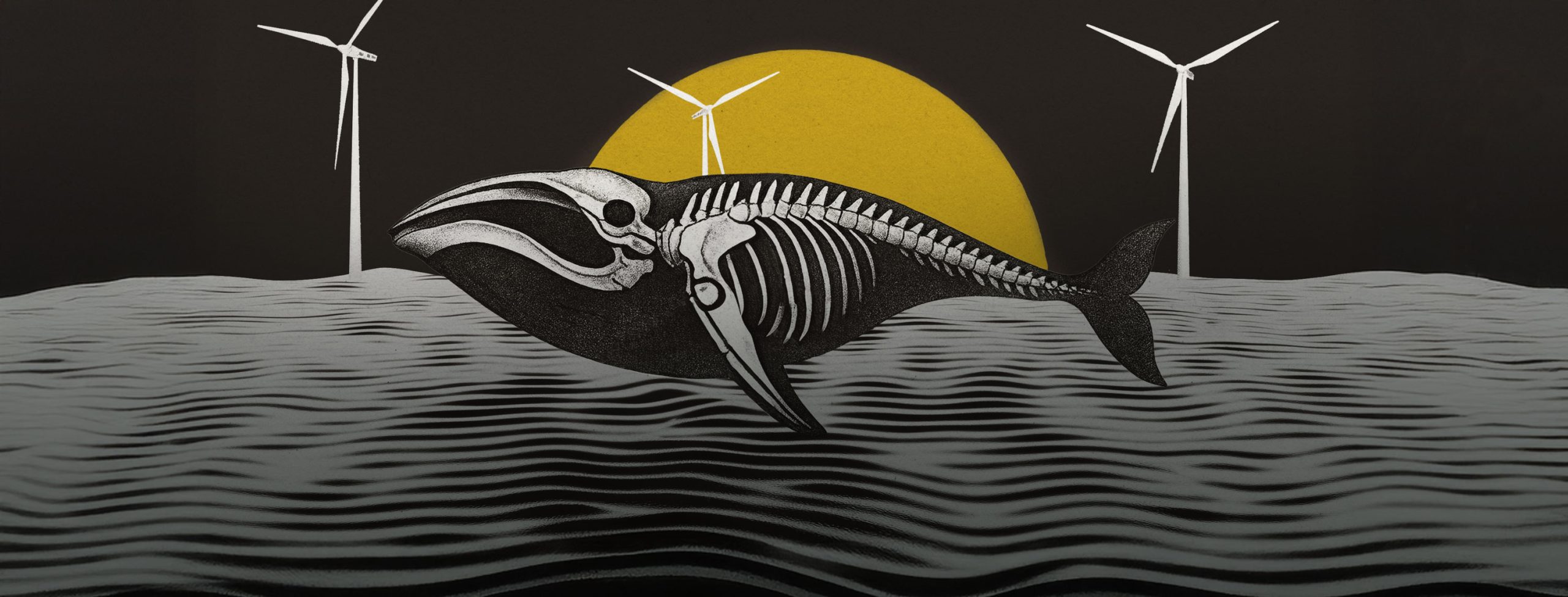 「洋上風力で死ぬ」根拠なし
クジラ検死の専門家、
死因調査の現場を語る