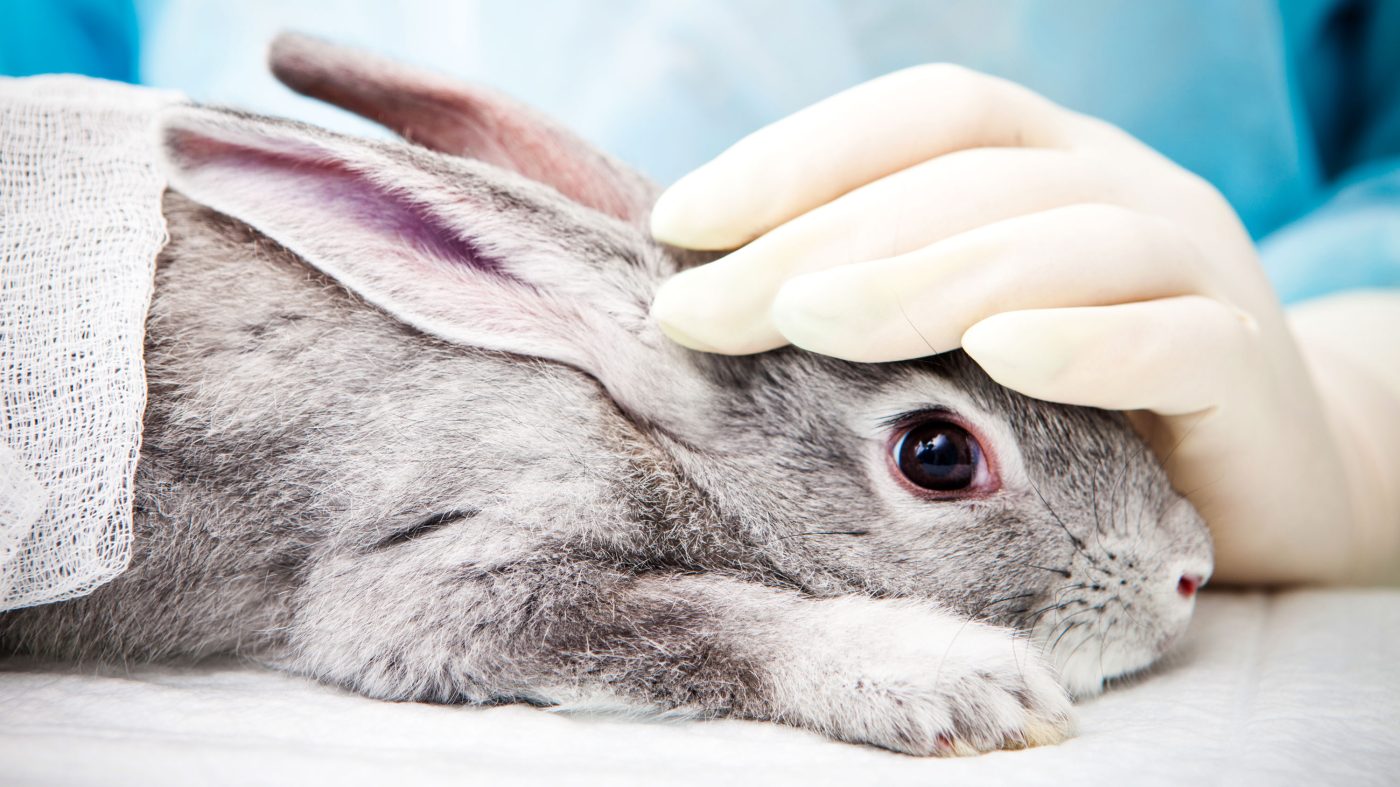 英国が動物実験廃止計画、臓器チップやAIで代替