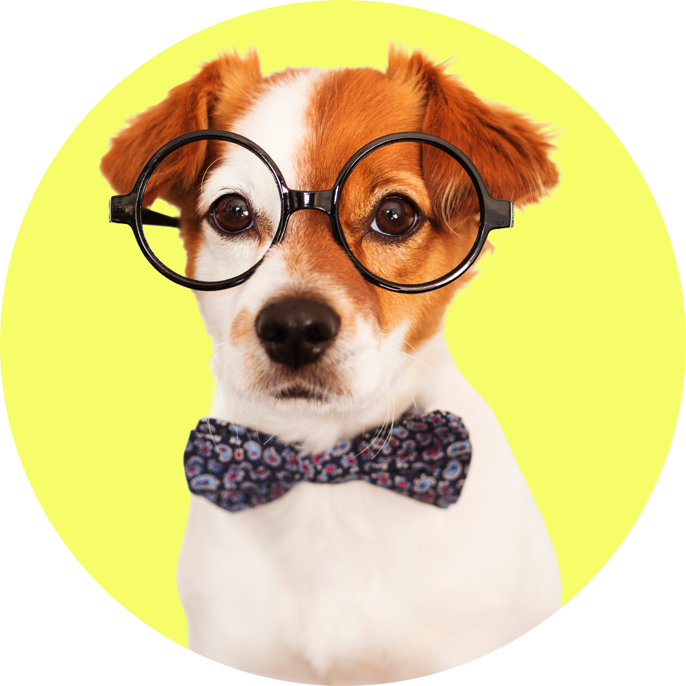 a jack russell terrier wearing glasses and a bow tie