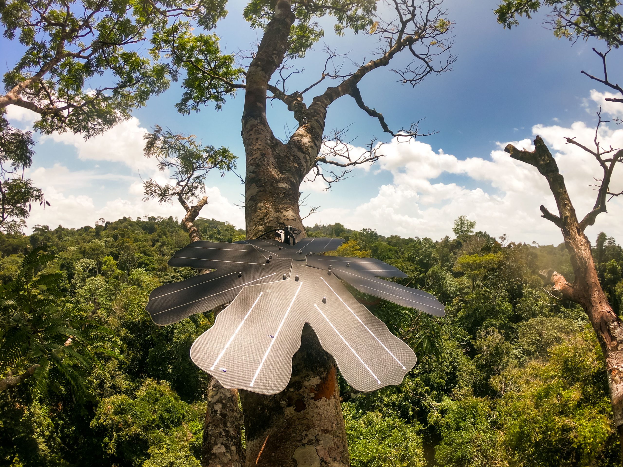 Guardian device in a tree
