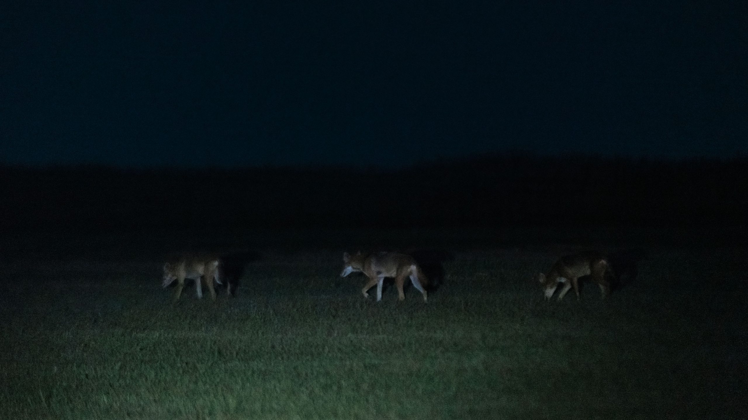 ゴーストウルフを追って——
脱絶滅企業が揺さぶる
「種」という概念